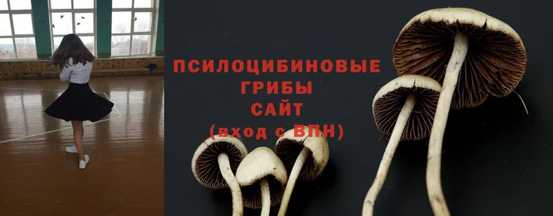 где купить   Алзамай  Псилоцибиновые грибы Magic Shrooms 